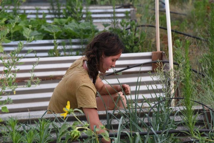 Gardening in Arizona in outdoor garden beds