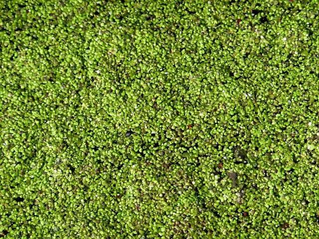 Tiny green duckweed plants gathered together