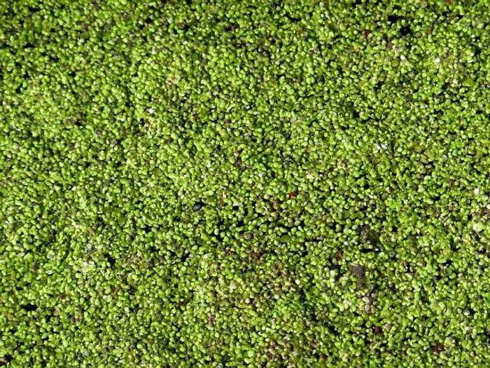 Tiny green duckweed plants gathered together