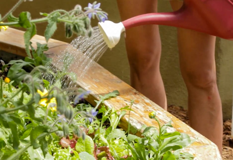 Watering is key to prevent powdery mildew