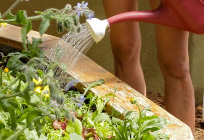 Watering is key to prevent powdery mildew