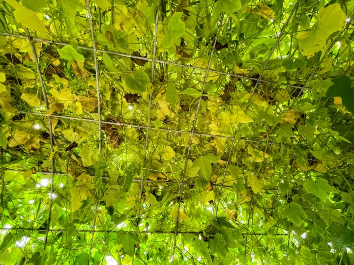 dense layer of cucamelon vines show aging yellow foliage