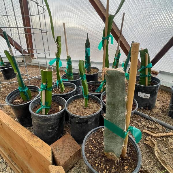Bill starts the dragon fruit from cuttings in his Growing Dome