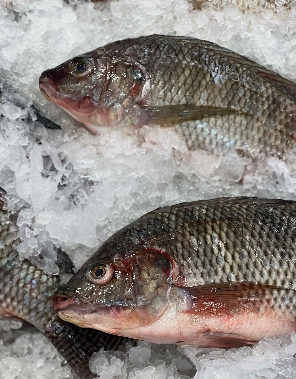 tilapia on ice