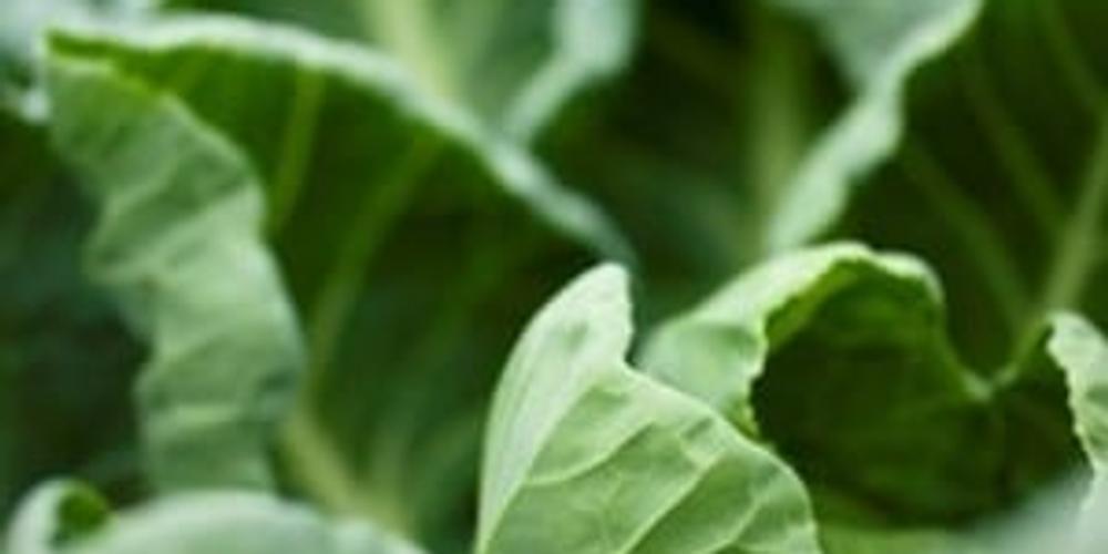 Greens-email-300×225