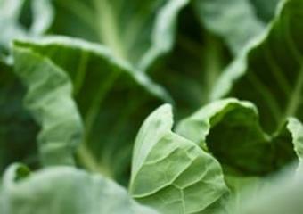 Greens-email-300×225