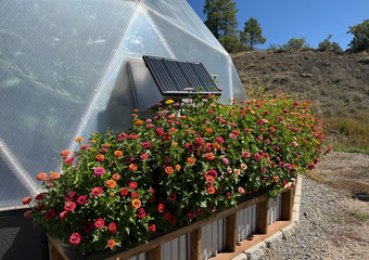 Large patch of brightly colored zinnia flowers growing outside a dome greenhouse