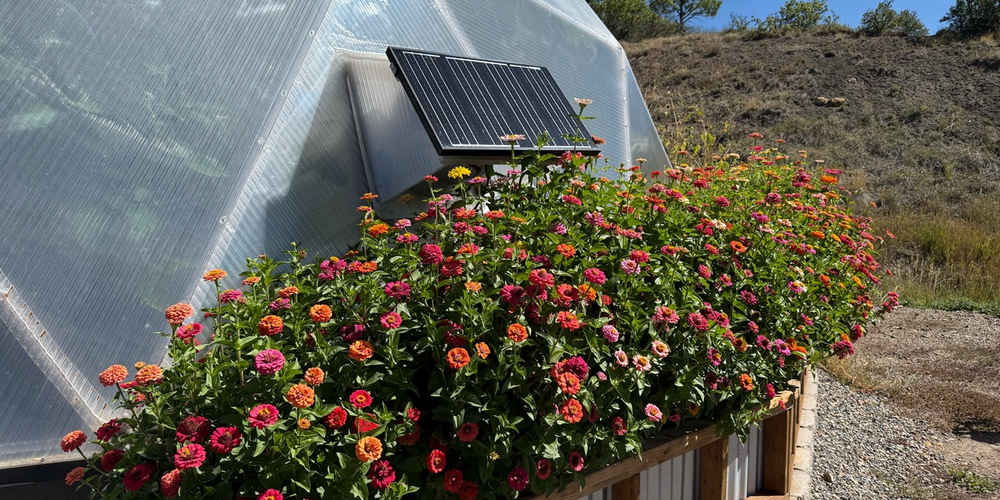 Large patch of brightly colored zinnia flowers growing outside a dome greenhouse