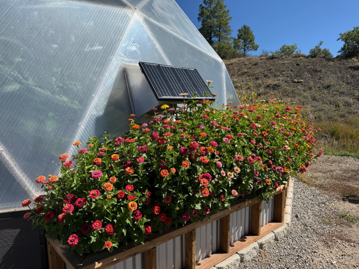 Large patch of brightly colored zinnia flowers growing outside a dome greenhouse