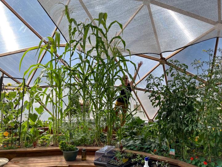 Corn and tomatoes growing in a geodesic dome with a gardener peaking out behind to show height