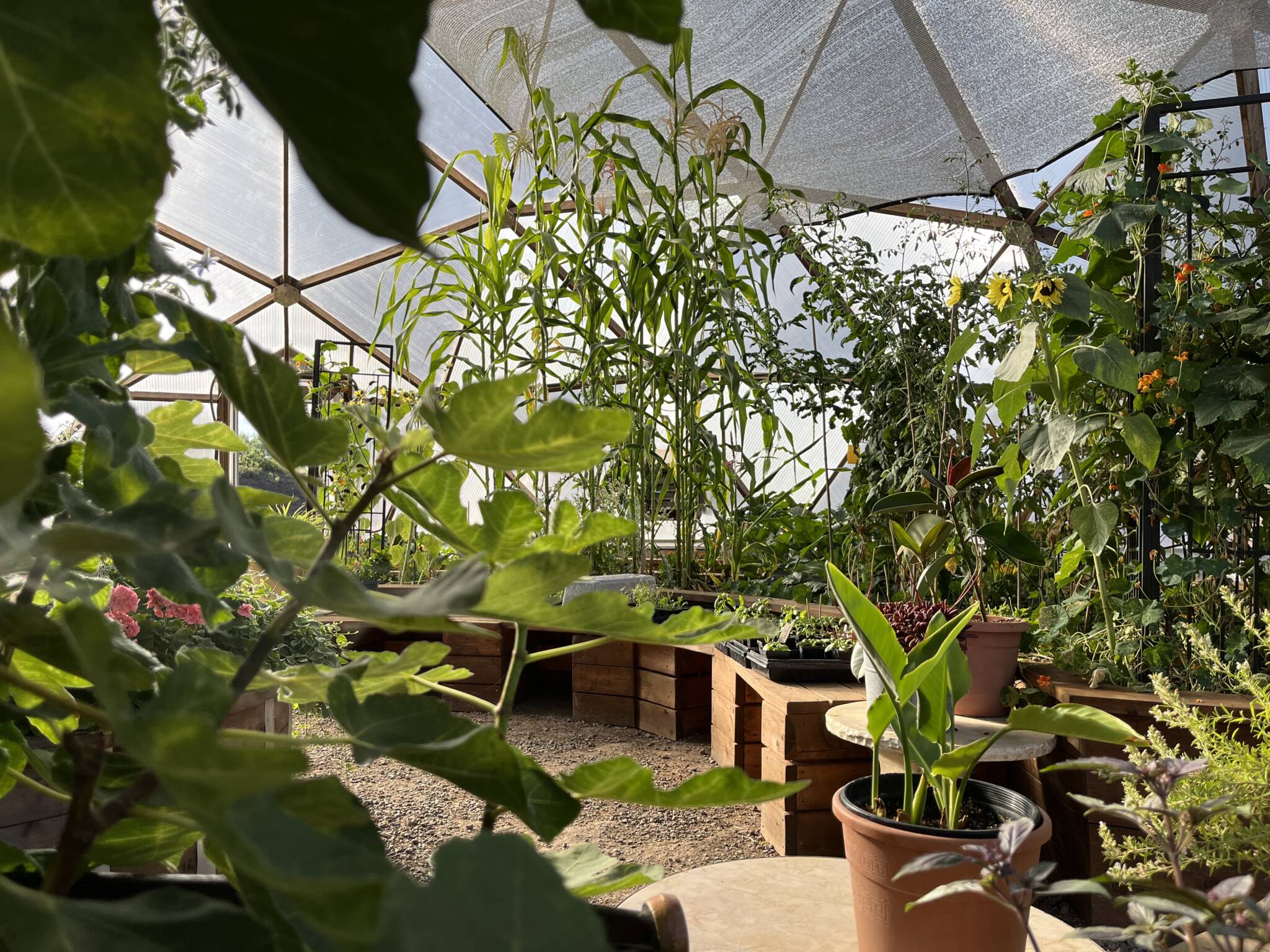 Interior of a Growing Dome greenhouse with figs, corn, beans, tomatoes, and other crops