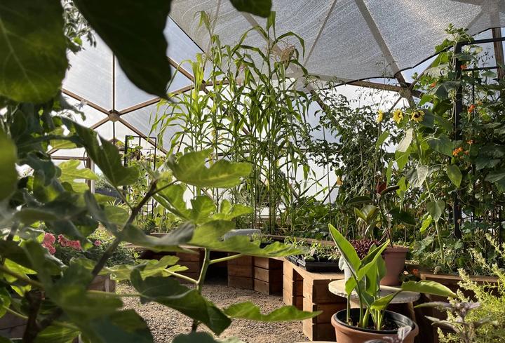 Interior of a Growing Dome greenhouse with figs, corn, beans, tomatoes, and other crops