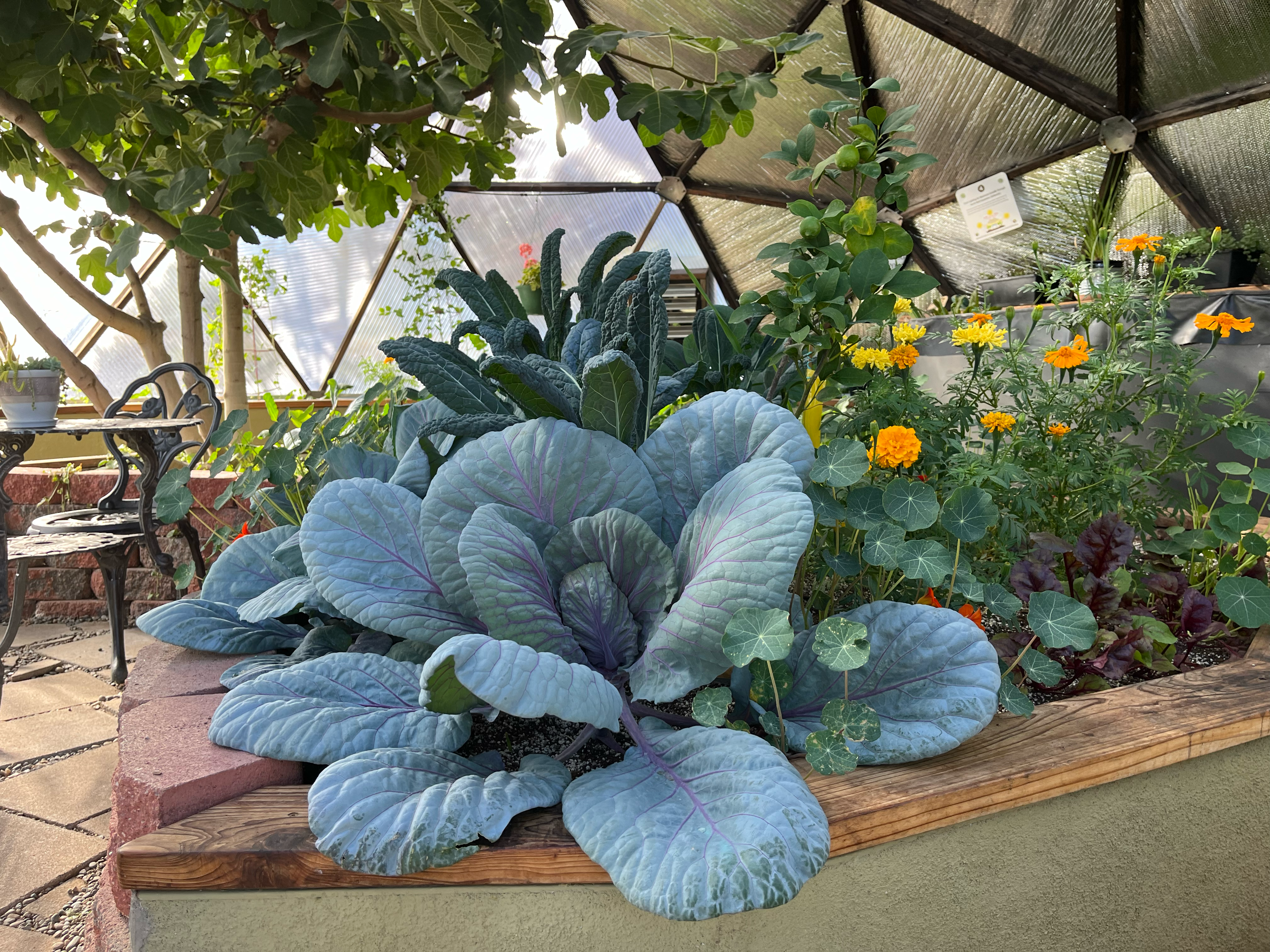 large cabbage plant growing in the center bed under a fig tree of a geodome greenhouse