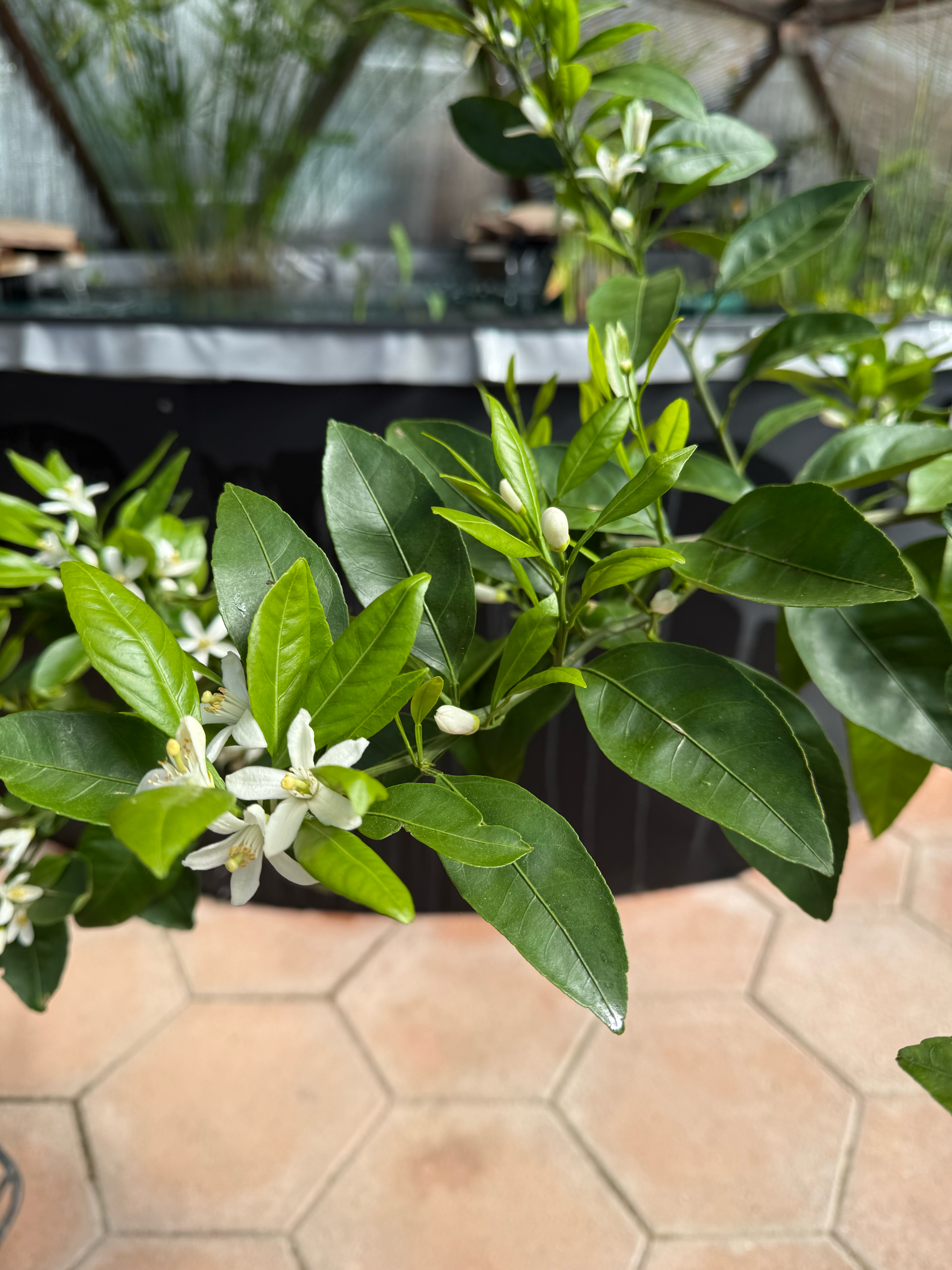 close up of mandarin tree blossoms