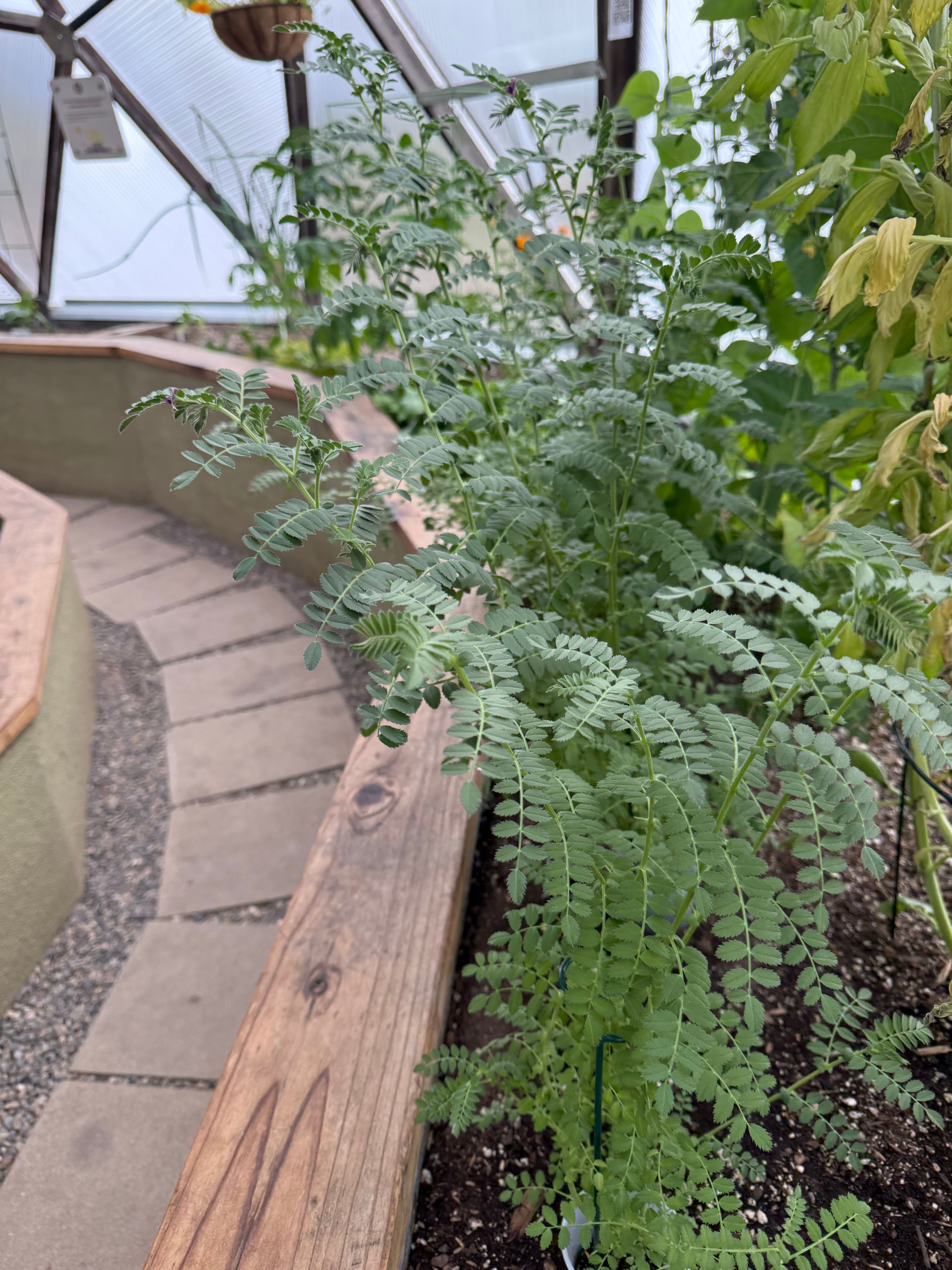 feathery chickpea plants growing in a growing dome greenhouse in a raised bed with other plants