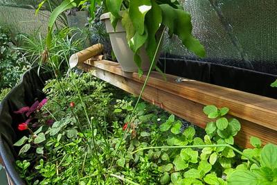 Pond Plants image