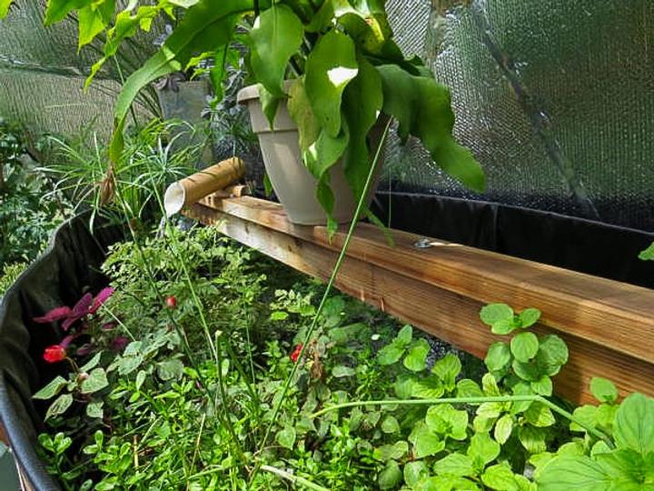 pond plants