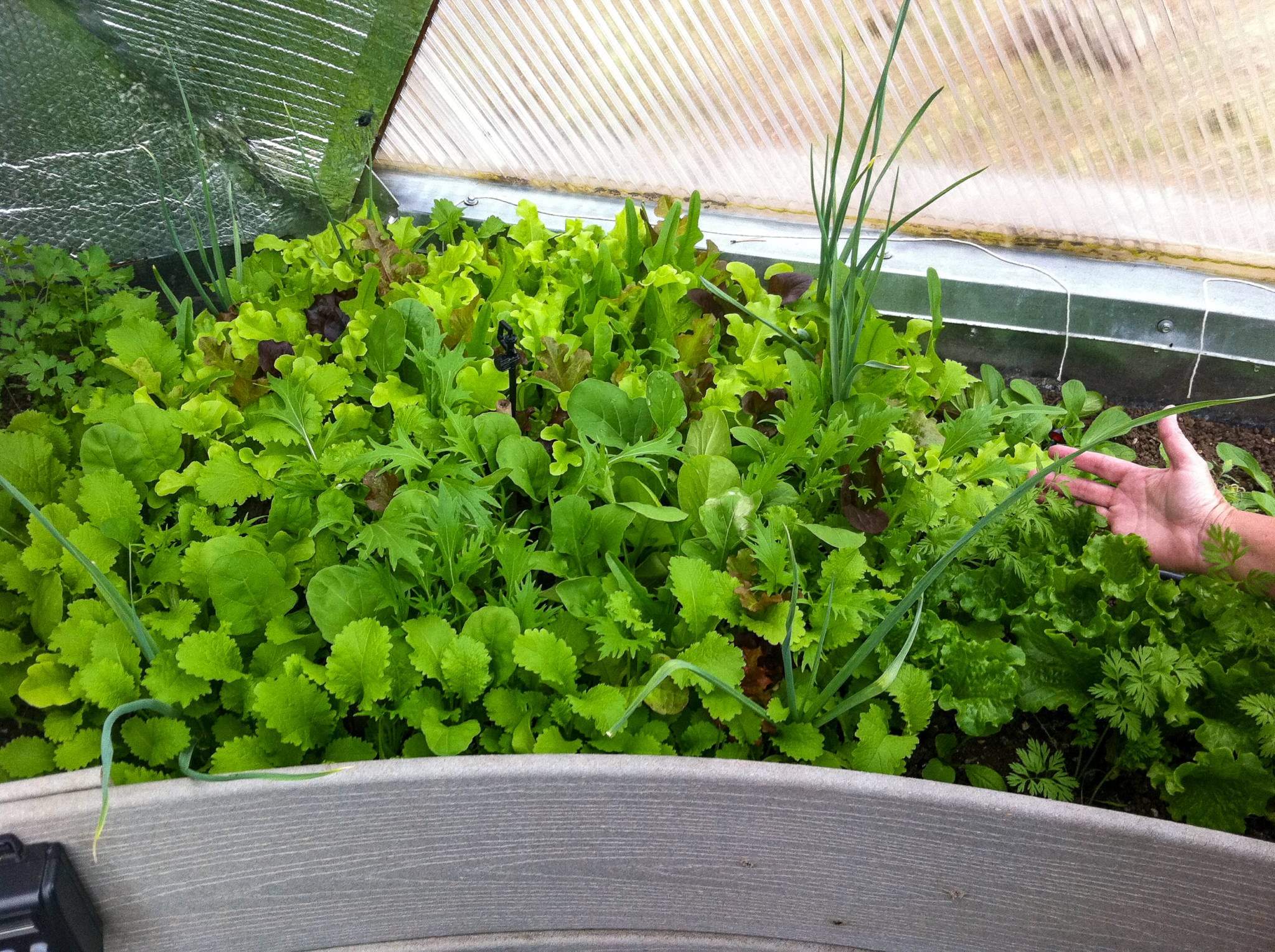 garden bed in dome