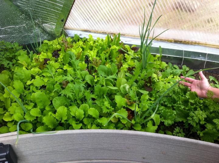 garden bed in dome