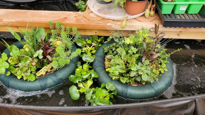 floating plants inside automated greenhouse