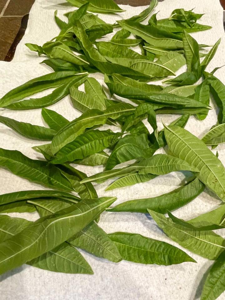 lemon verbena leaves spread on a paper towel