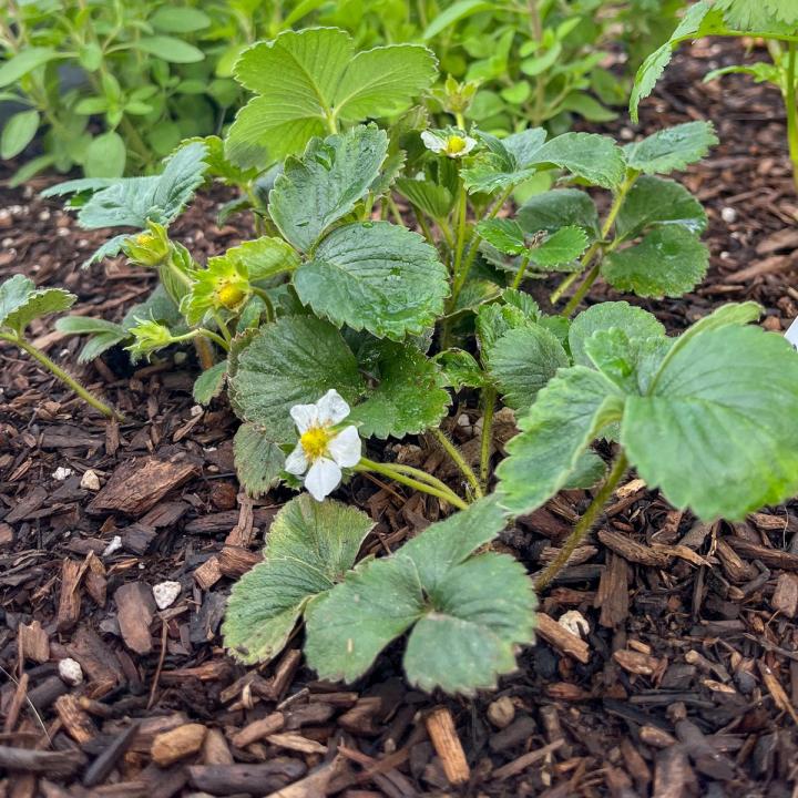 small strawberry plant with one flower and many green leaves