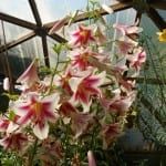 Flowers in Wisconsin Greenhouse