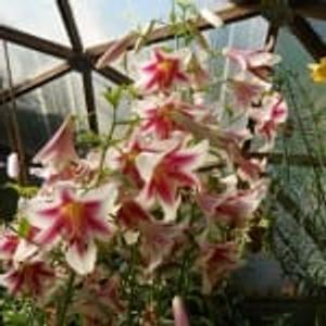 Flowers in Wisconsin Greenhouse
