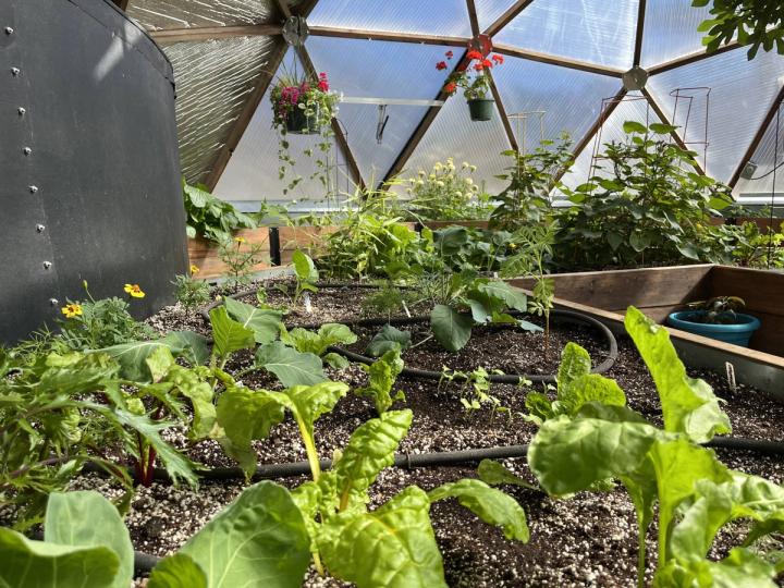 Central bed in a 22 growing dome greenhouse filled with young vibrant green starts and a soaker hose as the automated greenhouse irrigation system