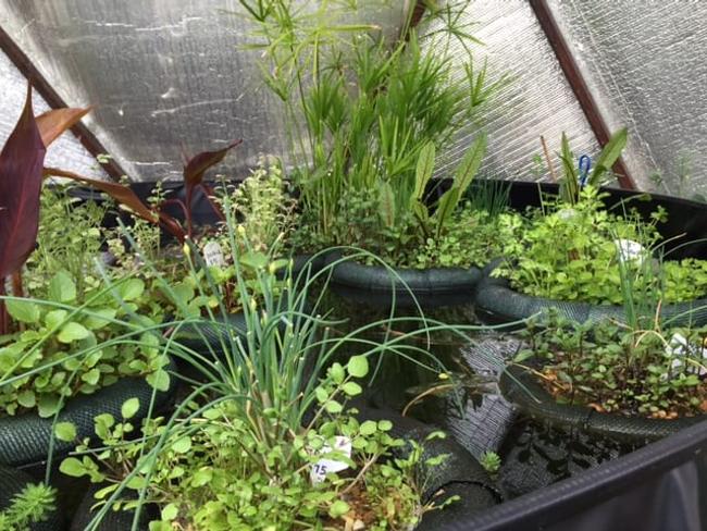 Green floating ring planters filled with a variety of plants floating in an above ground-pond