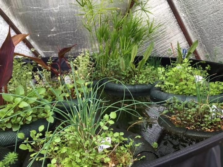 Floating Plant Islands in the 33' Growing Dome Greenhouse