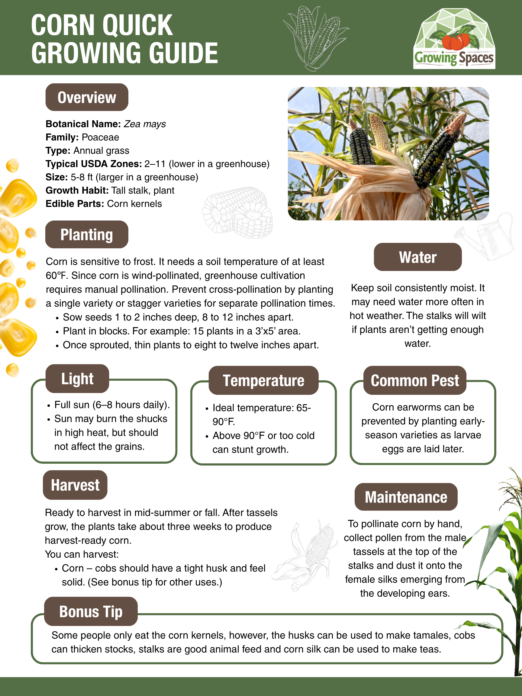Corn Growing Guide image