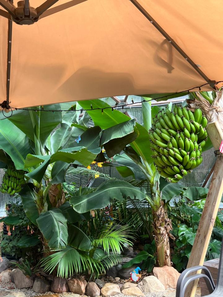 large hand of bananas growing in a Wisconsin Growing Dome greenhouse