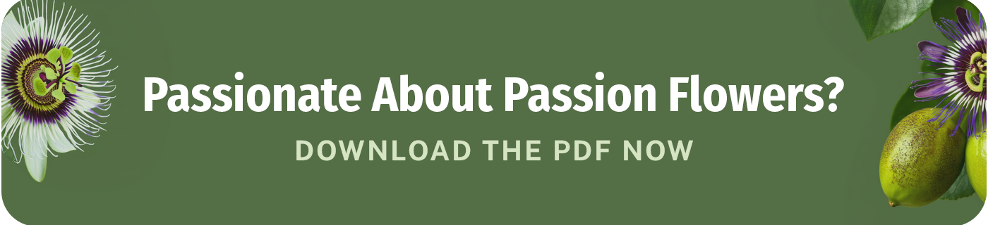 passionate about passion flowers download the pdf now