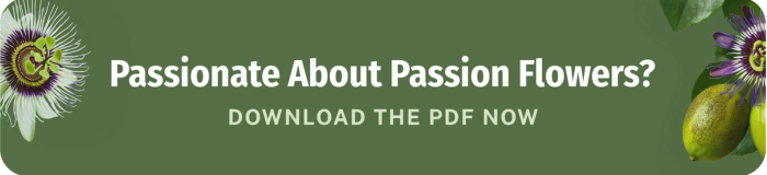 passionate about passion flowers download the pdf now