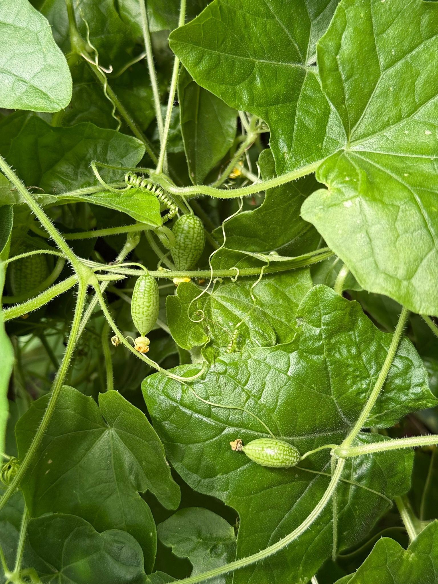 Three cucamelons growing on the vine