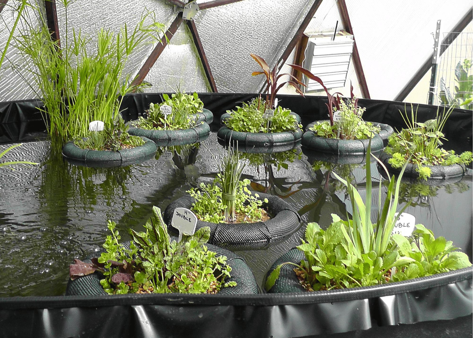floating island planters containing various plants floating on a pond in a geodesic greenhouse