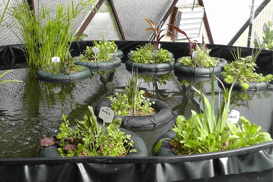 floating island planters containing various plants floating on a pond in a geodesic greenhouse