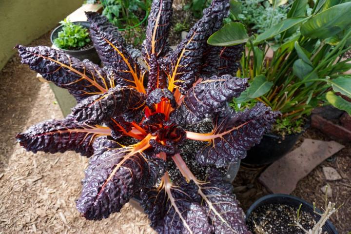 Rainbow chard in the garden