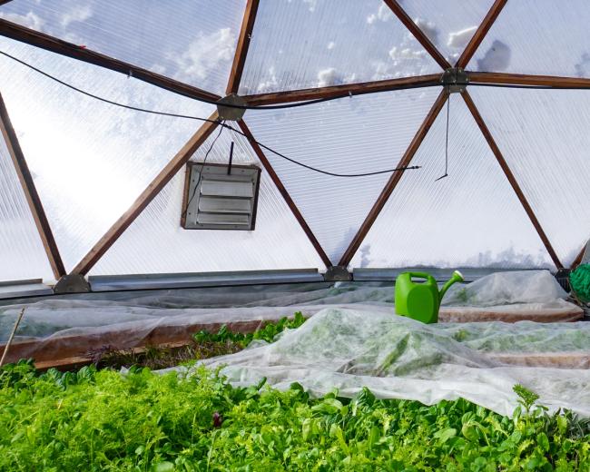 Interior of greenhouse with plants covered in frost cloth, a fan shutter, a green watering can, and snow visible on the outside
