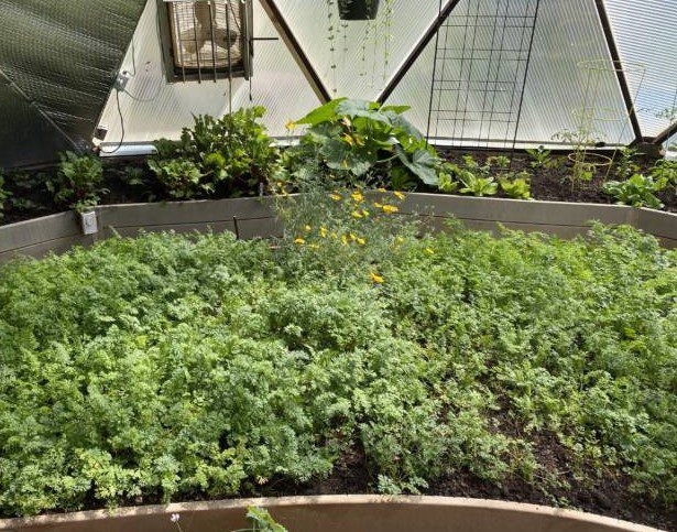 Carrots being harvested for a local food insecurity charity