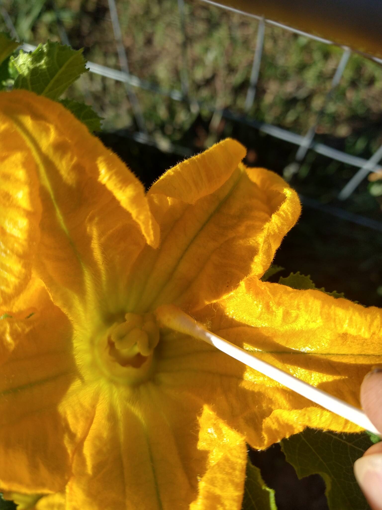 Pollinating a female pumpkin blossom