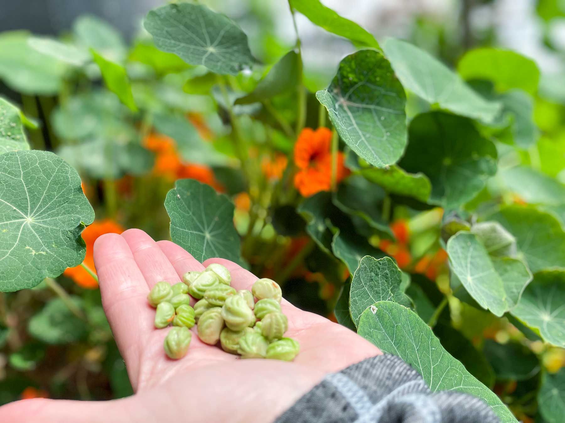 A person's hand holding green nasturtium seeds in the foreground with nasturtium leaves and orange flowers in the background