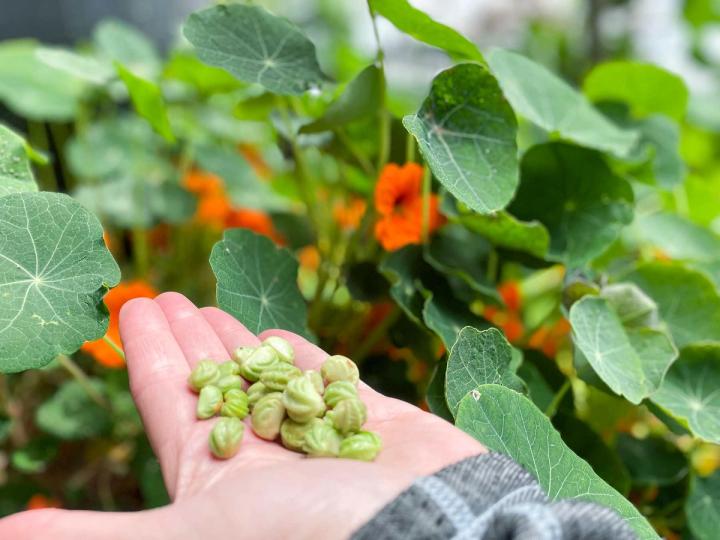 A person's hand holding green nasturtium seeds in the foreground with nasturtium leaves and orange flowers in the background