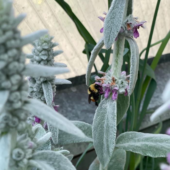 a bumble bee on a sage flower, sage is a good companion plant for growing lavender