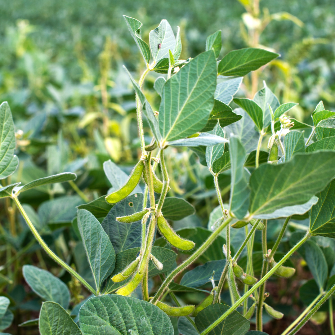 Edamame image
