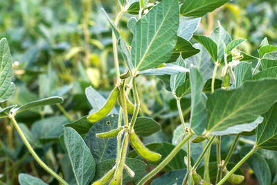 Edamame image