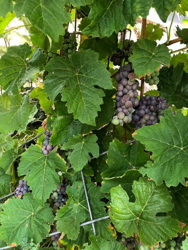 grape and grape leaves growing in an off grid greenhouse in colorado