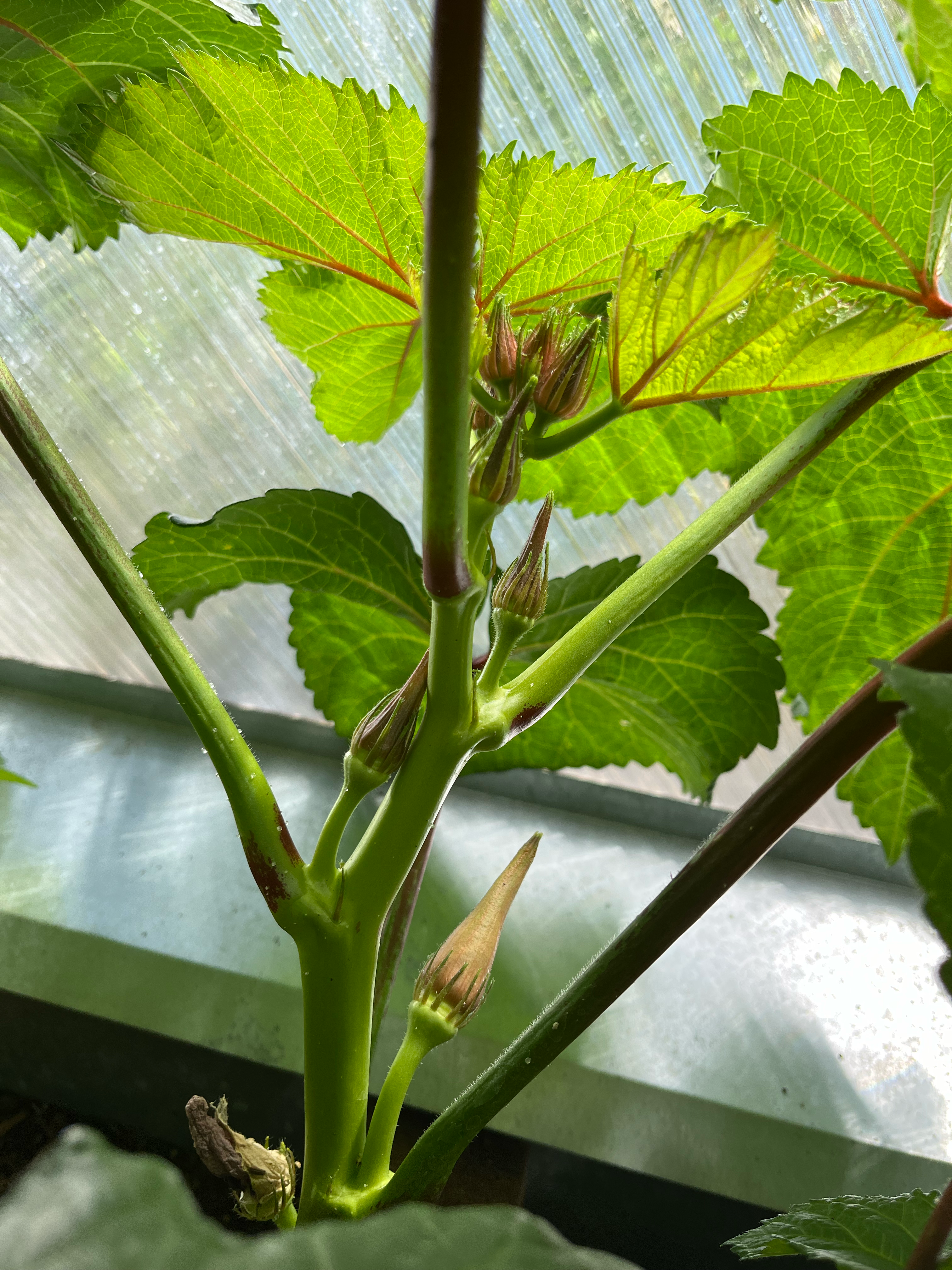 okra pods forming on a plant in a growing dome greenhouse