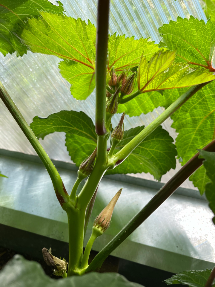 okra pods forming on a plant in a growing dome greenhouse